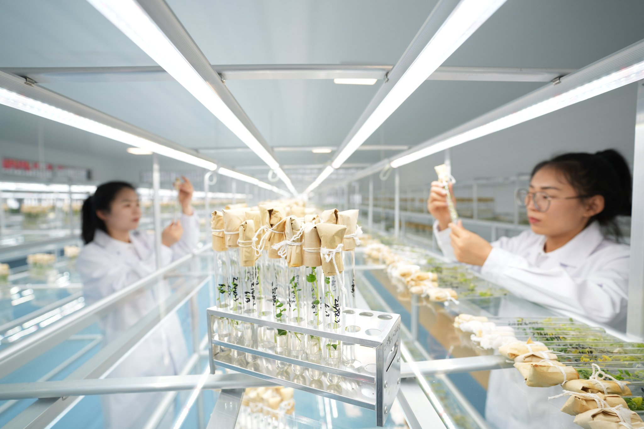智能植物培养系统
